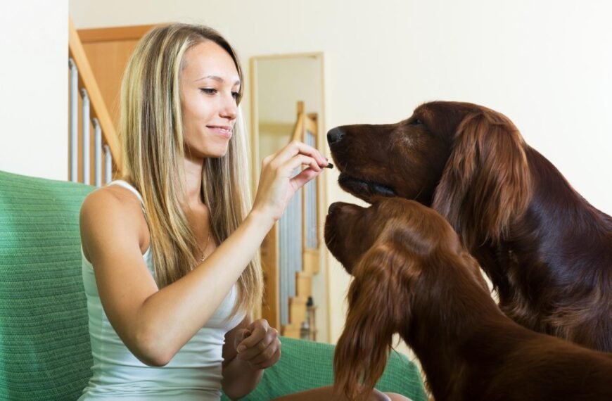 Collagen Sticks for Dogs and What Makes Them a Popular Chew Choice