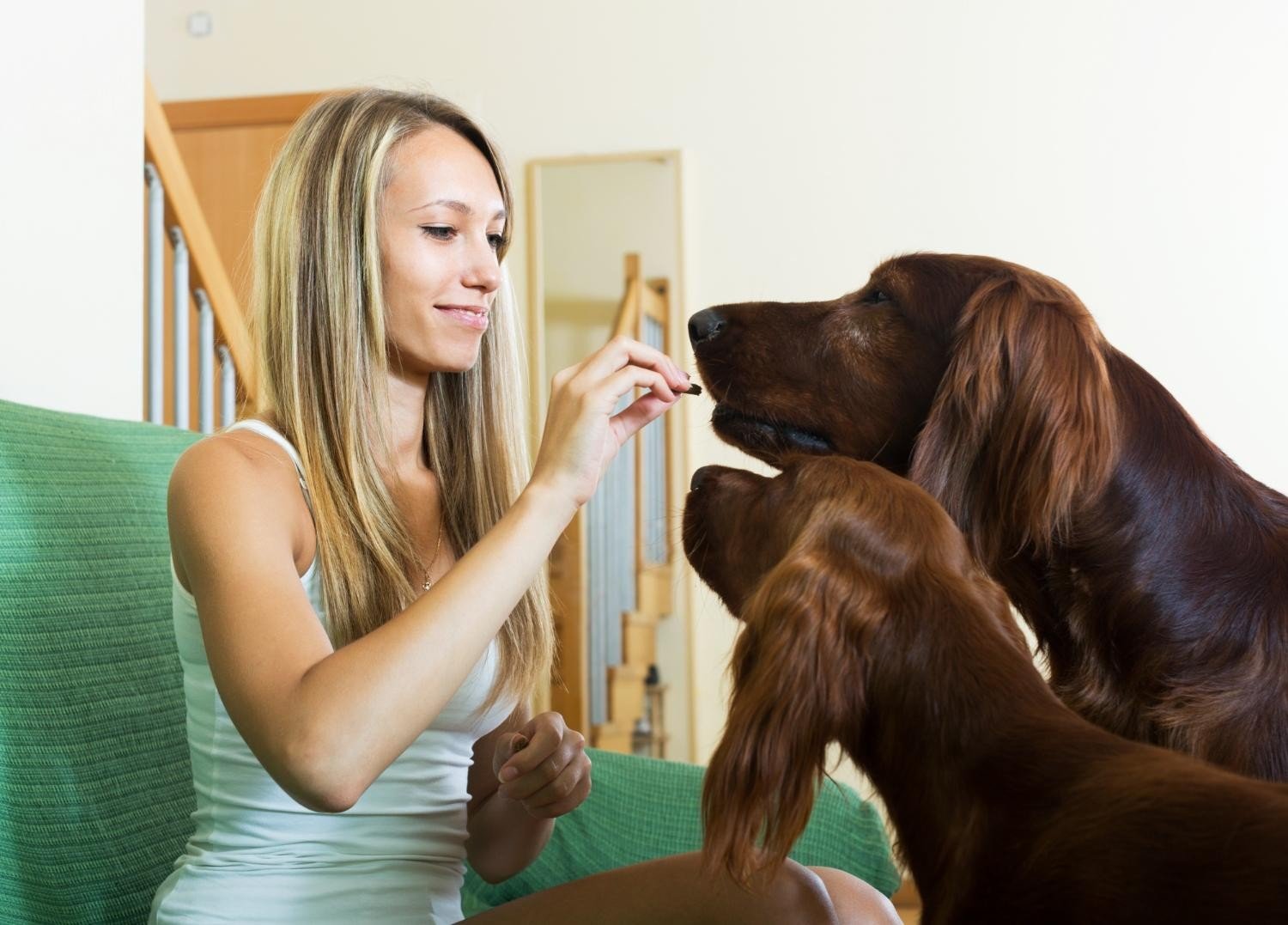 Collagen Sticks for Dogs and What Makes Them a Popular Chew Choice